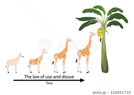illustration of biology and animals, The law of use and disuse, Lamarck theory of evolution, evolutionary change and genetic inheritance 128041710