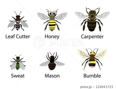 illustration of biology and zoology, different types of winged animals, various small insects, types of small bugs, Types of Small Insects illustration of biology and zoology, different types of winged animals, various small insects, types of small bugs, Types of Small Insects 128041723