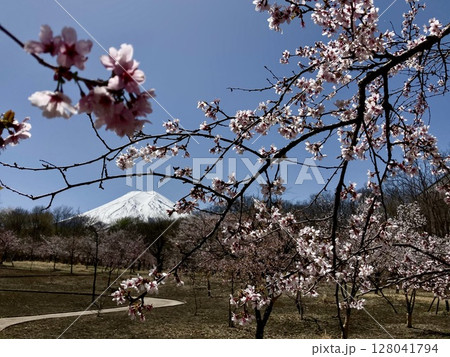 富士桜と富士山 128041794