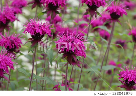 初夏の公園に咲くモナルダ（松明花）の赤紫色の鮮やかな花 128041979
