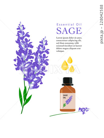 Sage essential oil in a bottle with blooming flowers. The concept of aromatherapy. Vector stock illustration Sage essential oil in a bottle with blooming flowers. The concept of aromatherapy. Vector stock illustration 128042588