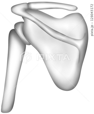 Hand-painted watercolor of a human scapula in the shoulder region Hand-painted watercolor of a human scapula in the shoulder region 128043172
