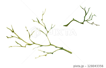 Tree, berry or bush twisted branch twig with no leaves, early spring, late autumn or winter, spiky stalks, buds. Botanical isolated illustration hand drawn in watercolor. Wedding, florist bouquet shop Tree, berry or bush twisted branch twig with no leaves, early spring, late autumn or winter, spiky stalks, buds. Botanical isolated illustration hand drawn in watercolor. Wedding, florist bouquet shop 128043356