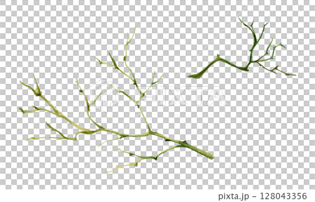 Tree, berry or bush twisted branch twig with no leaves, early spring, late autumn or winter, spiky stalks, buds. Botanical isolated illustration hand drawn in watercolor. Wedding, florist bouquet shop 128043356