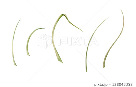 Long thin grass blades leaves, stalks flowing curves lines. Single element isolated botanical illustration hand drawn in watercolor. Florist bouquets, wild garden seed, natural products packaging 128043358