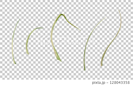 Long thin grass blades leaves, stalks flowing curves lines. Single element isolated botanical illustration hand drawn in watercolor. Florist bouquets, wild garden seed, natural products packaging Long thin grass blades leaves, stalks flowing curves lines. Single element isolated botanical illustration hand drawn in watercolor. Florist bouquets, wild garden seed, natural products packaging 128043358
