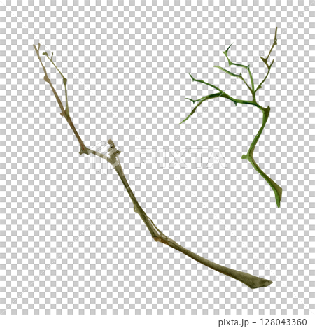 Tree, berry or bush twisted naked branch twig. Spiky stalks buds no leaves, early spring, late autumn or winter. Botanical isolated illustration hand drawn in watercolor. Natural products, bouquets Tree, berry or bush twisted naked branch twig. Spiky stalks buds no leaves, early spring, late autumn or winter. Botanical isolated illustration hand drawn in watercolor. Natural products, bouquets 128043360