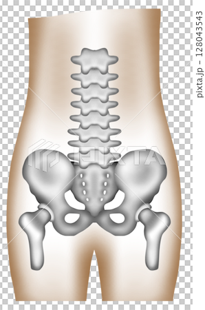 A hand-painted watercolor of a healthy human pelvis and lumbar spine 128043543