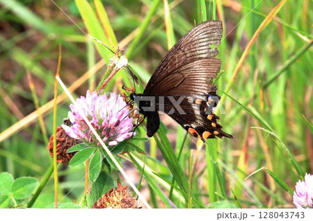 アカツメクサの蜜を吸うミヤマカラスアゲハ 128043743