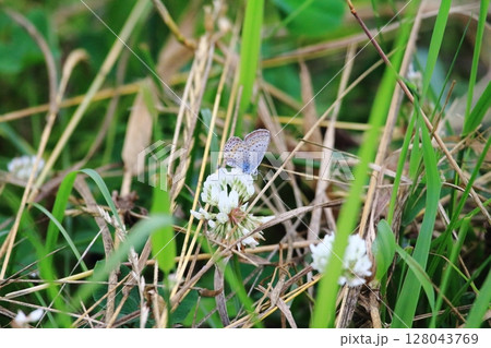 北海道の蝶 シロツメクサの蜜を吸う ヒメシジミ 北海道の蝶 シロツメクサの蜜を吸う ヒメシジミ 128043769