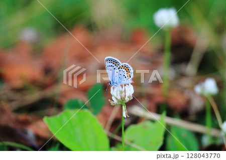 北海道の蝶 シロツメクサの蜜を吸う ヒメシジミ 北海道の蝶 シロツメクサの蜜を吸う ヒメシジミ 128043770