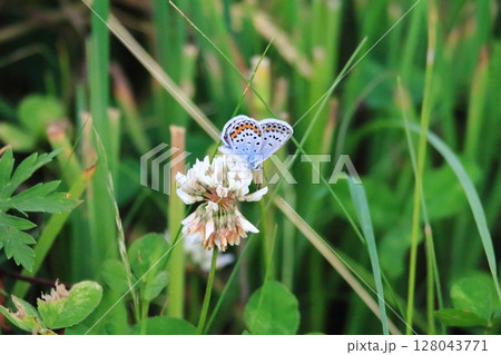 北海道の蝶 シロツメクサの蜜を吸う ヒメシジミ 北海道の蝶 シロツメクサの蜜を吸う ヒメシジミ 128043771