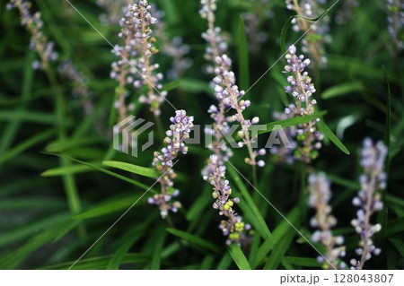 ヤブラン　花から実に変わる頃 128043807