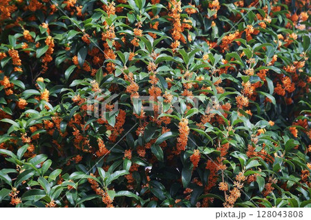 満開、キンモクセイの花 128043808