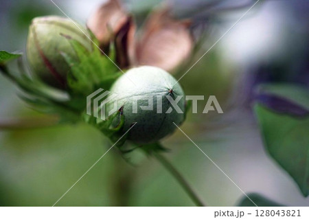 綿の若い実 綿の若い実 128043821