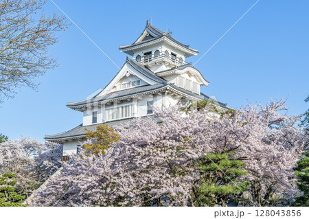 滋賀県長浜市　桜に彩られた長浜城（長浜城歴史博物館） 128043856