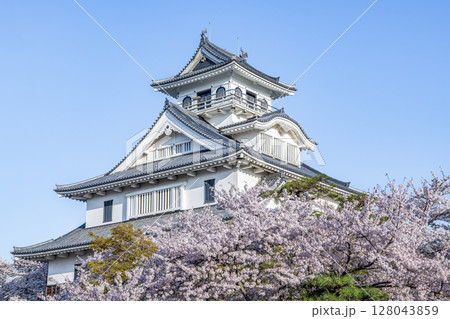 滋賀県長浜市　桜に彩られた長浜城（長浜城歴史博物館） 128043859