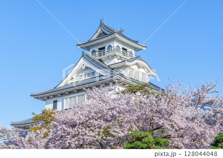 滋賀県長浜市 桜に彩られた長浜城(長浜城歴史博物館) 滋賀県長浜市 桜に彩られた長浜城(長浜城歴史博物館) 128044048