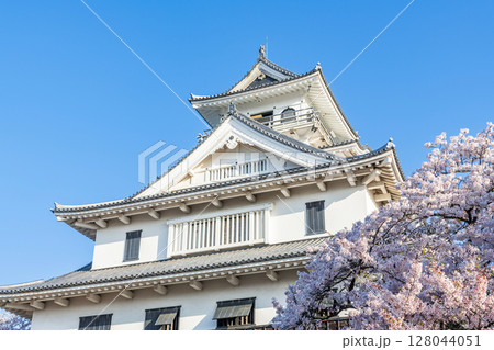 滋賀県長浜市　桜に彩られた長浜城（長浜城歴史博物館） 128044051