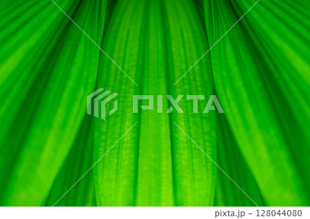 The natural background of palm leaves in a tropical forest. The natural background of palm leaves in a tropical forest. 128044080