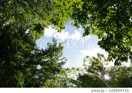 県立座間谷戸山公園内竹林を見上げた光景 128044310