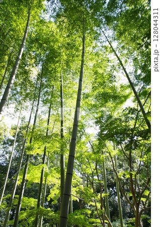 県立座間谷戸山公園内竹林 128044311