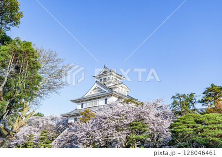 滋賀県長浜市　桜に彩られた長浜城（長浜城歴史博物館） 128046461