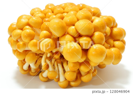 株とりなめこ（新潟県産） 128046904