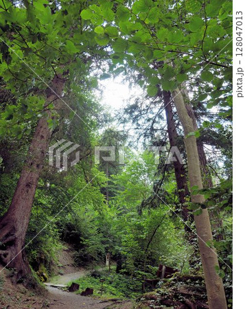 「薬草牧師キュンツレ の道」スイス、 ヴァングス 「薬草牧師キュンツレ の道」スイス、 ヴァングス 128047013