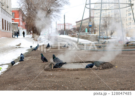 City birds pigeons warm themselves near a sewer manhole 128047485