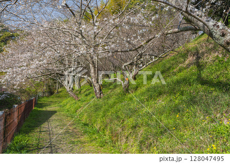 静岡市の清水船越堤公園の桜の風景(静岡県) 静岡市の清水船越堤公園の桜の風景(静岡県) 128047495