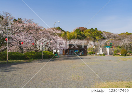 静岡市の清水船越堤公園の桜の風景(静岡県) 静岡市の清水船越堤公園の桜の風景(静岡県) 128047499