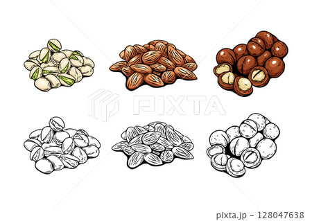 Vector set of colored and line art nuts for coloring Vector set of colored and line art nuts for coloring 128047638