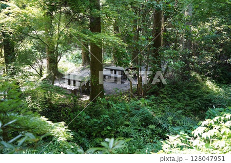 緑の森に囲まれた静かな休憩スポット Tranquil Resting Spot Surrounded 緑の森に囲まれた静かな休憩スポット Tranquil Resting Spot Surrounded 128047951