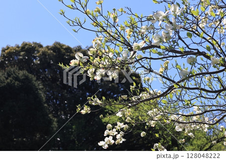 こぶしの花の作風系 128048222