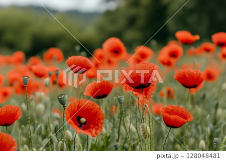 A lush field of red poppies in full bloom, with green hills and forests in the background, showcasing the beauty of a mountain meadow in springtime 128048481