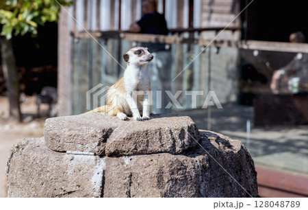 Meerkat or suricate sits on a rock 128048789