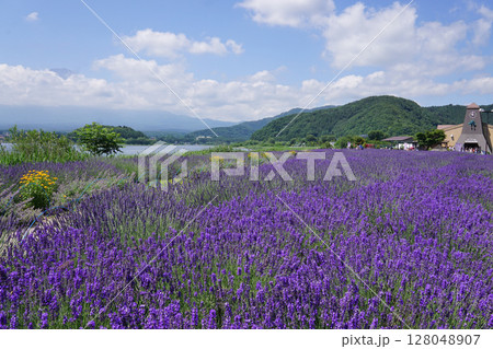 河口湖とラベンダーの花 128048907
