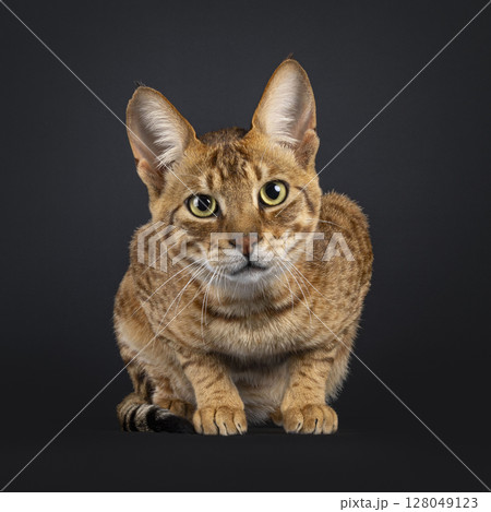 Savannah cat on black background 128049123