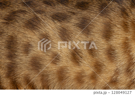 Savannah cat on black background 128049127