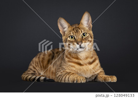 Savannah cat on black background Savannah cat on black background 128049133