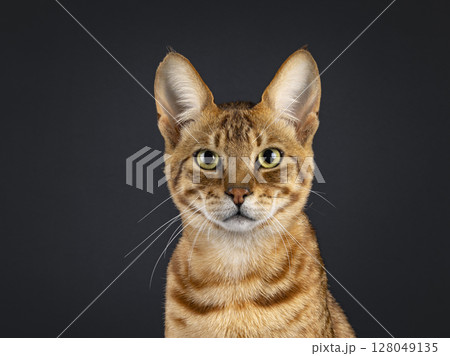 Savannah cat on black background Savannah cat on black background 128049135