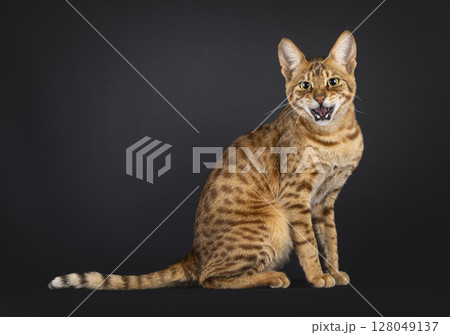 Savannah cat on black background 128049137