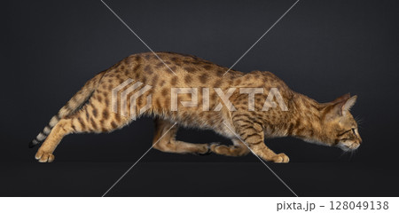 Savannah cat on black background 128049138
