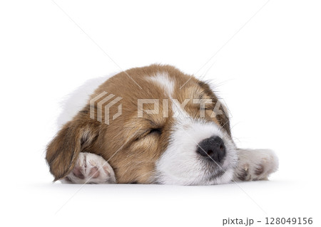 Jack Russell pup on white background Jack Russell pup on white background 128049156