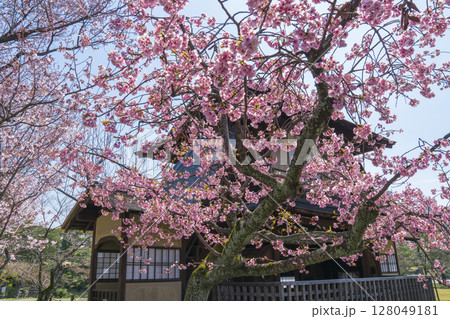 京都 渉成園の桜 京都 渉成園の桜 128049181