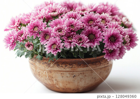 Potted beauty plant. Chrysanthemums bush with fleshy leaves and purple flowers. Potted beauty plant. Chrysanthemums bush with fleshy leaves and purple flowers. 128049360