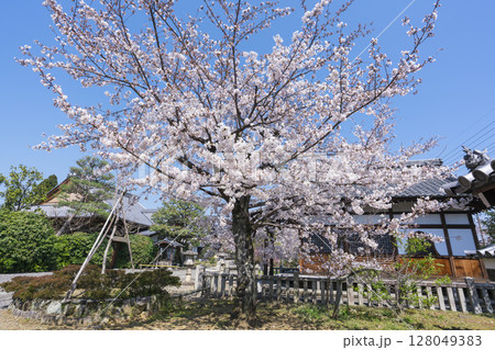京都 上品蓮台寺(じょうぼんれんだいじ)の桜 京都 上品蓮台寺(じょうぼんれんだいじ)の桜 128049383