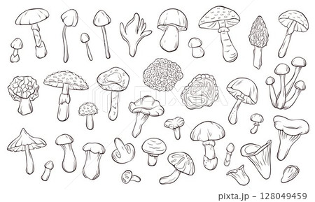 Big collection of various mushroom line art style for coloring book and botanical study. Perfect for education forest theme, natural science and toxic specie reference on white background. Big collection of various mushroom line art style for coloring book and botanical study. Perfect for education forest theme, natural science and toxic specie reference on white background. 128049459