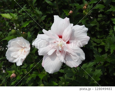 八重咲きの「ムクゲ」の花 128049481